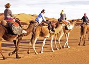 Travelers in Israel riding camels